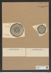 Aulacodiscus amoenus Grev. (de-Toni-Nr.: Genus 182, Species 4529) Zeichnungen Sammlung Grunow Nr. 8115 (NHMW-BOT-W0377462)